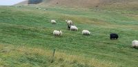 PICTURES/Sheep, Sheep & More Sheep/t_Sheep2.jpg